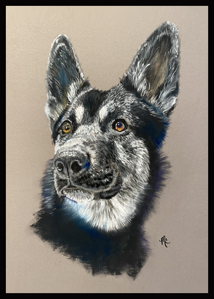 Pastel portrait of German Shepherd